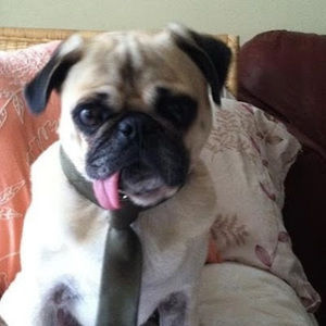 Meet your Posher, Lexi